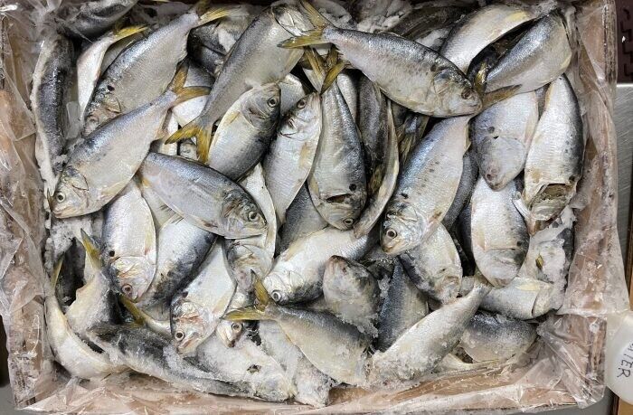 menhaden fish.jpg